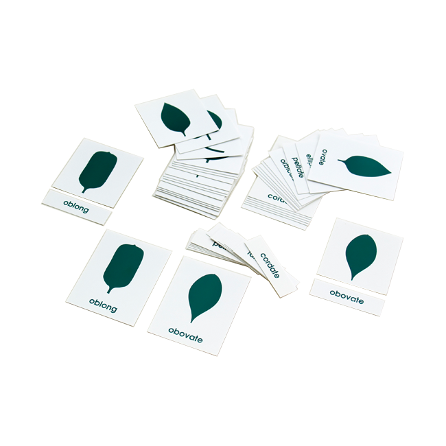 Botany Cabinet Nomenclature Cards